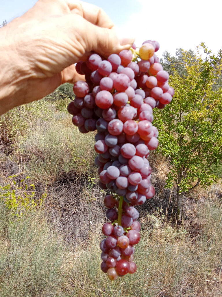 Raisin bio et ben mûr